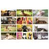 CALENDARIO DA TAVOLO CANI E GATTI PA403
